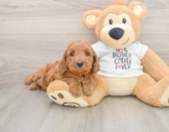 5 week old Mini Irish Doodle Puppy For Sale - Simply Southern Pups