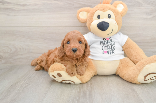 Friendly Mini Irish Doodle Baby