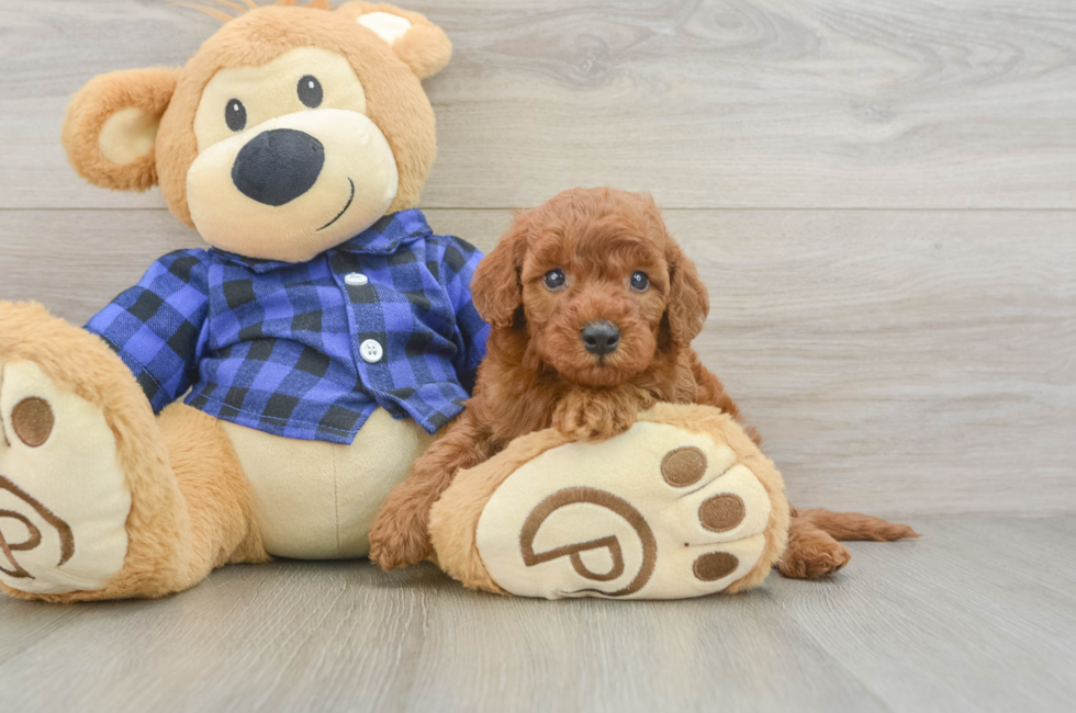 5 week old Mini Irish Doodle Puppy For Sale - Simply Southern Pups