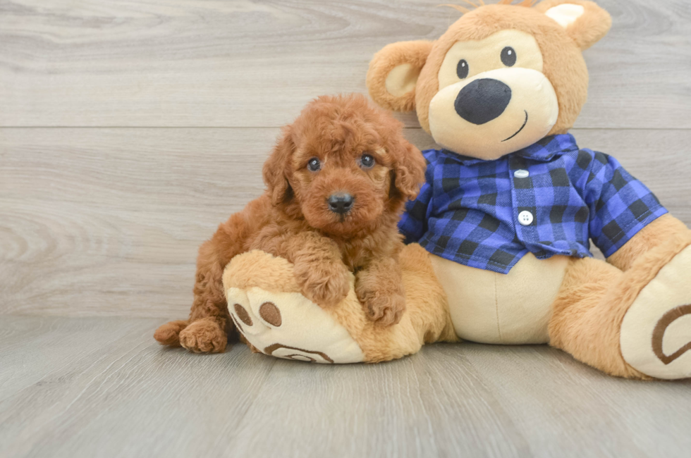 5 week old Mini Irish Doodle Puppy For Sale - Simply Southern Pups