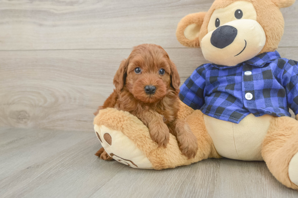 5 week old Mini Irish Doodle Puppy For Sale - Simply Southern Pups