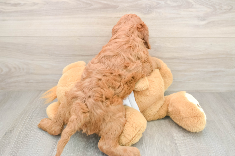 Mini Irish Doodle Pup Being Cute