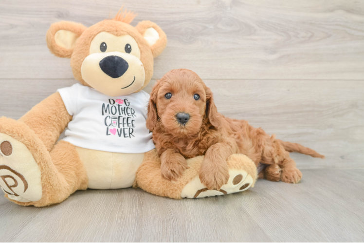 Best Mini Irish Doodle Baby