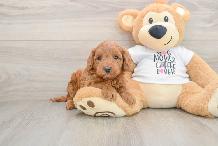 Sweet Mini Irish Doodle Baby