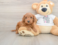 5 week old Mini Irish Doodle Puppy For Sale - Simply Southern Pups