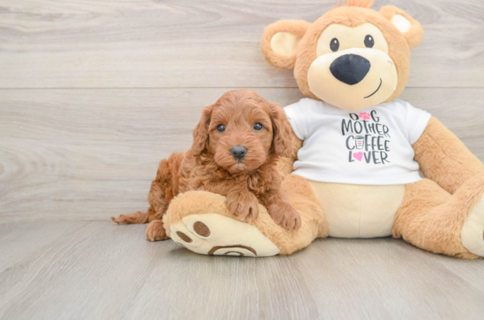 Sweet Mini Irish Doodle Baby