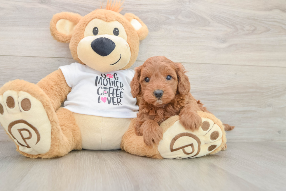 Best Mini Irish Doodle Baby