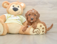 6 week old Mini Irish Doodle Puppy For Sale - Simply Southern Pups