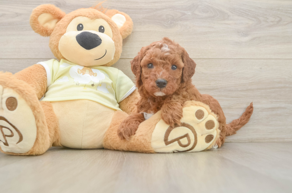 5 week old Mini Irish Doodle Puppy For Sale - Simply Southern Pups