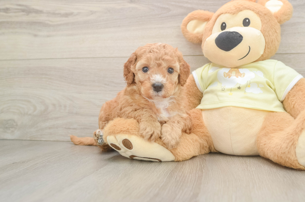 5 week old Mini Irish Doodle Puppy For Sale - Simply Southern Pups