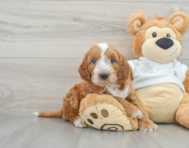 7 week old Mini Irish Doodle Puppy For Sale - Simply Southern Pups