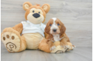 Mini Irish Doodle Puppy for Adoption