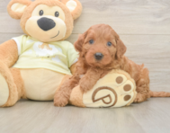 6 week old Mini Irish Doodle Puppy For Sale - Simply Southern Pups