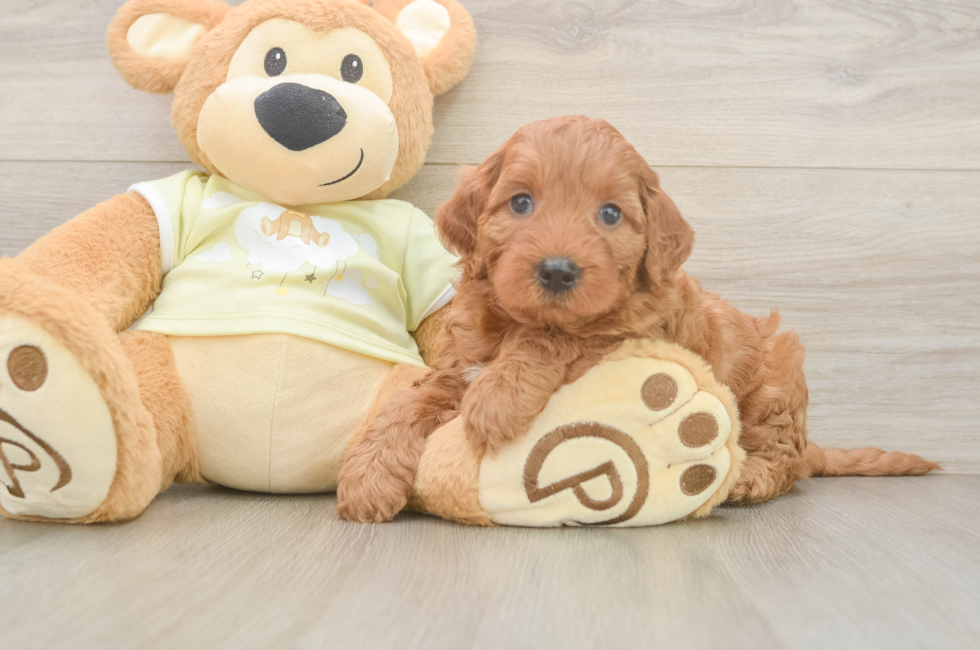 5 week old Mini Irish Doodle Puppy For Sale - Simply Southern Pups