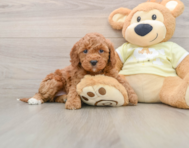 6 week old Mini Irish Doodle Puppy For Sale - Simply Southern Pups