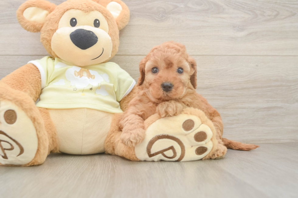 5 week old Mini Irish Doodle Puppy For Sale - Simply Southern Pups