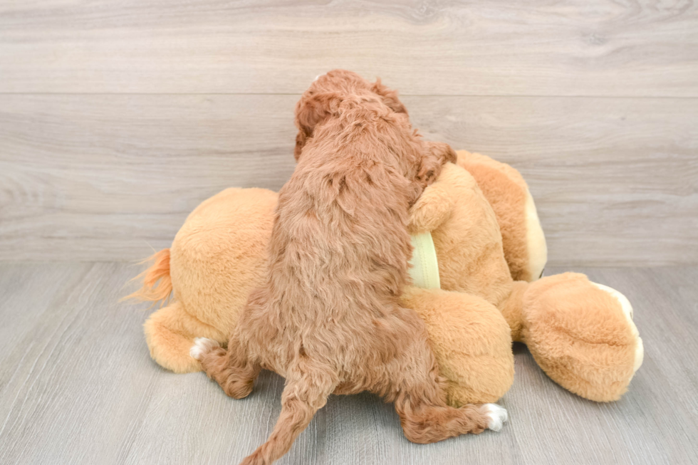 Energetic Irish Setterpoo Poodle Mix Puppy