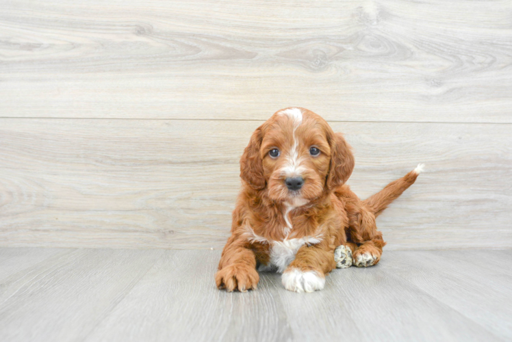 Best Mini Irish Doodle Baby