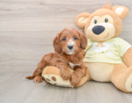 5 week old Mini Irish Doodle Puppy For Sale - Simply Southern Pups