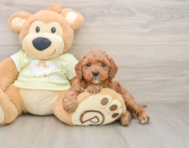 6 week old Mini Irish Doodle Puppy For Sale - Simply Southern Pups