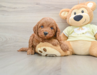 6 week old Mini Irish Doodle Puppy For Sale - Simply Southern Pups