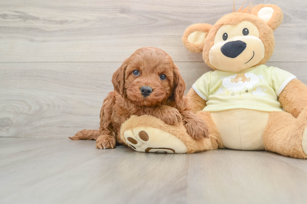 Smart Mini Irish Doodle Poodle Mix Pup