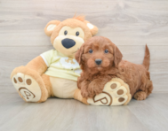 6 week old Mini Irish Doodle Puppy For Sale - Simply Southern Pups