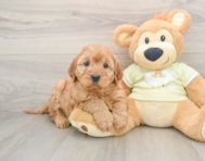 6 week old Mini Irish Doodle Puppy For Sale - Simply Southern Pups