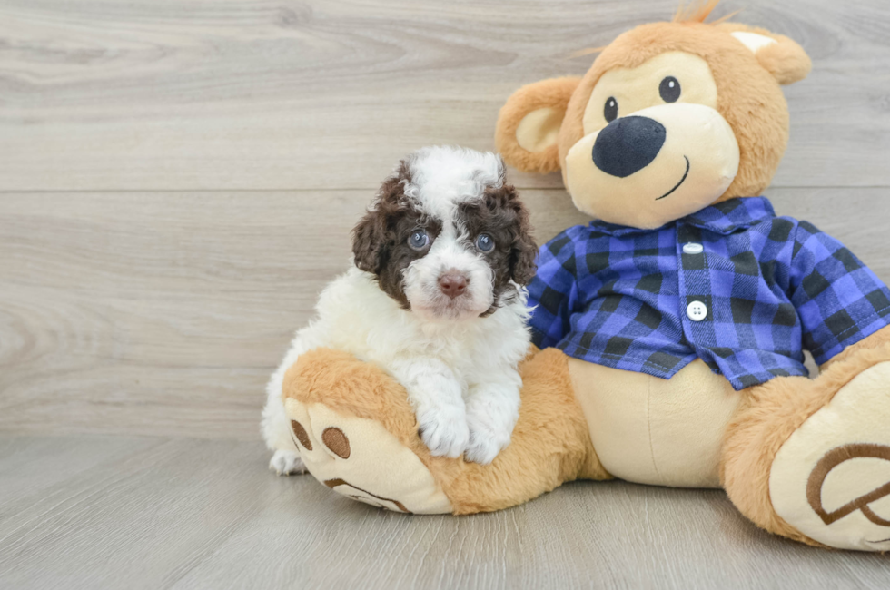 5 week old Mini Labradoodle Puppy For Sale - Simply Southern Pups