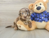 5 week old Mini Labradoodle Puppy For Sale - Simply Southern Pups