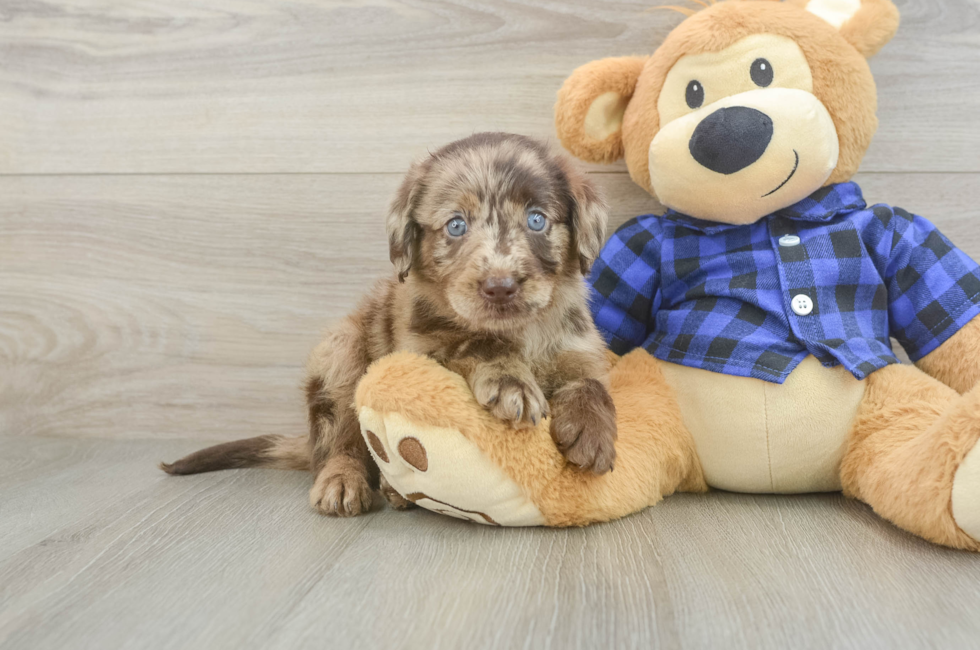 5 week old Mini Labradoodle Puppy For Sale - Simply Southern Pups