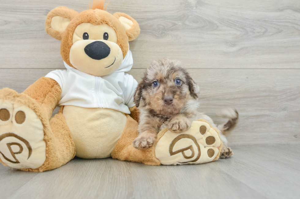 6 week old Mini Labradoodle Puppy For Sale - Simply Southern Pups