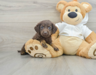 6 week old Mini Labradoodle Puppy For Sale - Simply Southern Pups