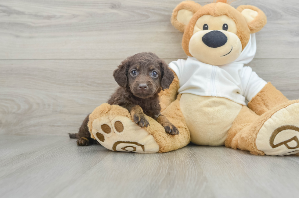 6 week old Mini Labradoodle Puppy For Sale - Simply Southern Pups