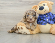 8 week old Mini Labradoodle Puppy For Sale - Simply Southern Pups