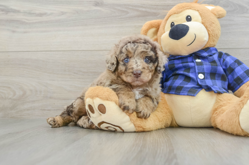 5 week old Mini Labradoodle Puppy For Sale - Simply Southern Pups