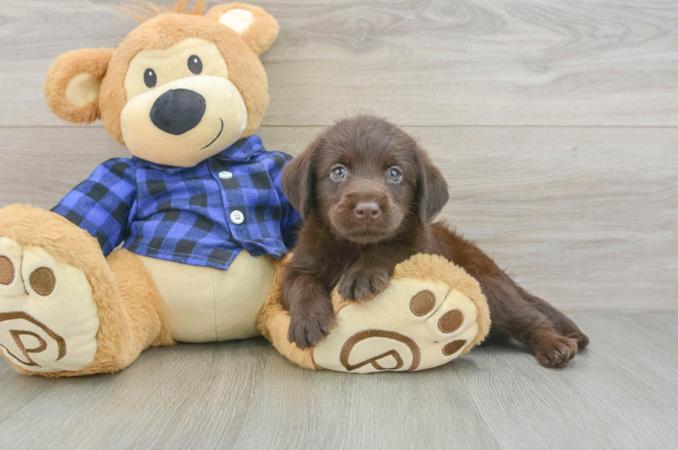 5 week old Mini Labradoodle Puppy For Sale - Simply Southern Pups