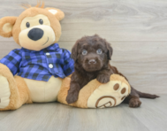 5 week old Mini Labradoodle Puppy For Sale - Simply Southern Pups
