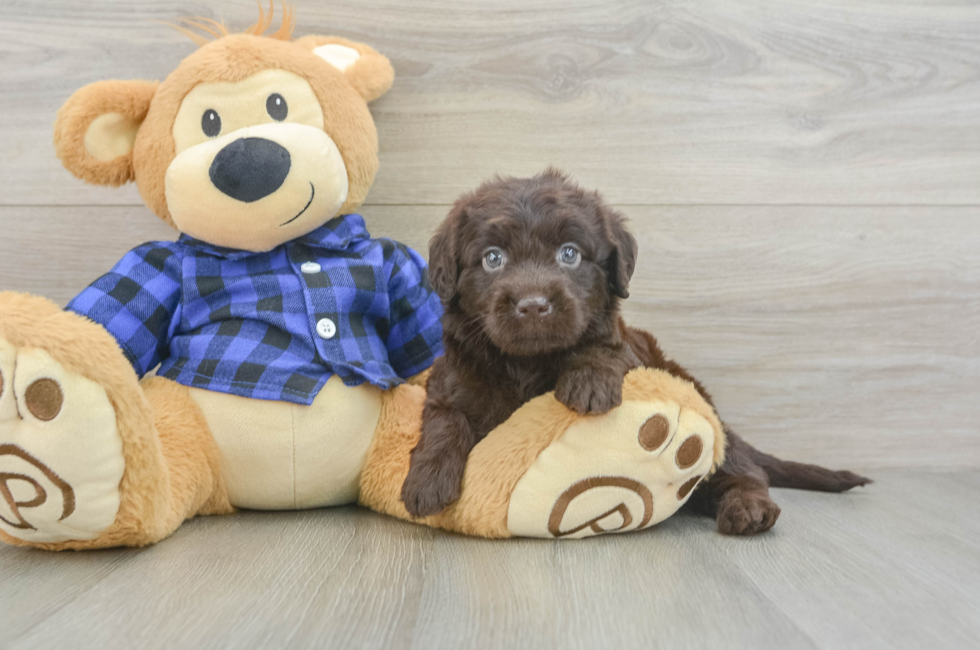 5 week old Mini Labradoodle Puppy For Sale - Simply Southern Pups