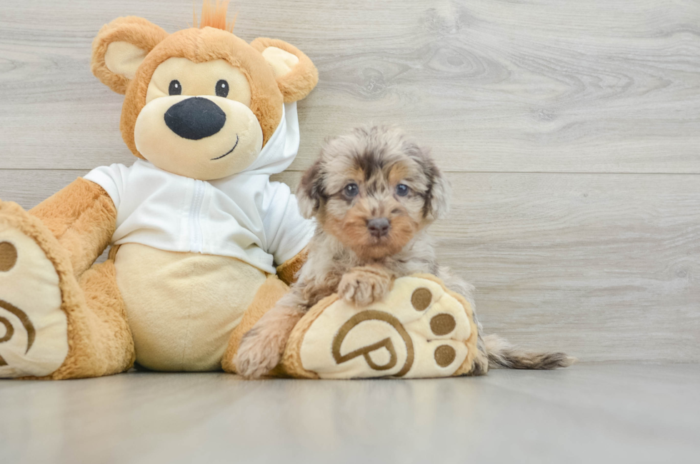 6 week old Mini Labradoodle Puppy For Sale - Simply Southern Pups