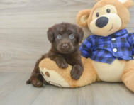 7 week old Mini Labradoodle Puppy For Sale - Simply Southern Pups