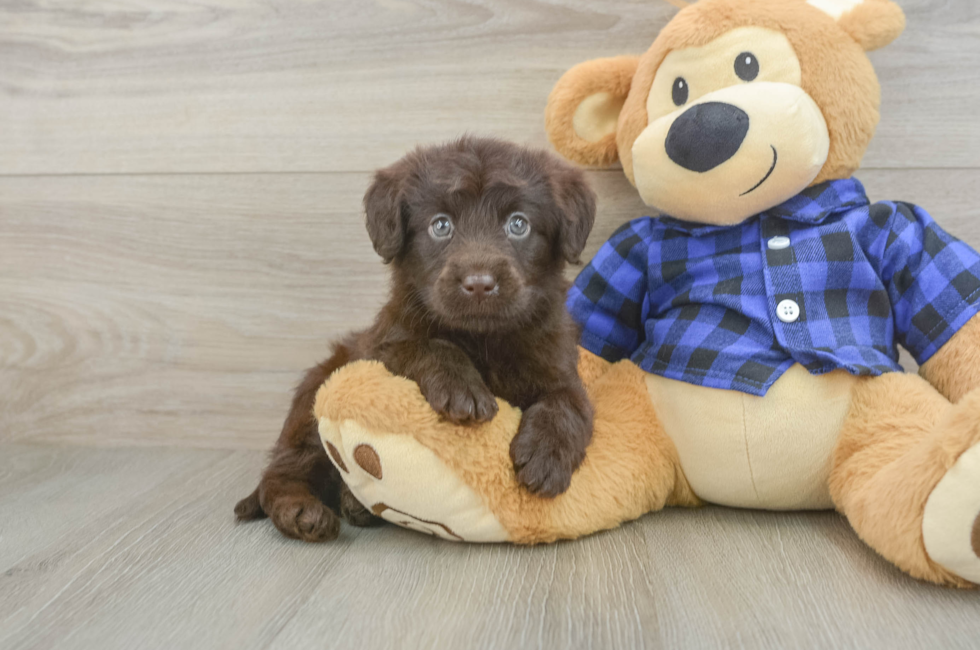 5 week old Mini Labradoodle Puppy For Sale - Simply Southern Pups