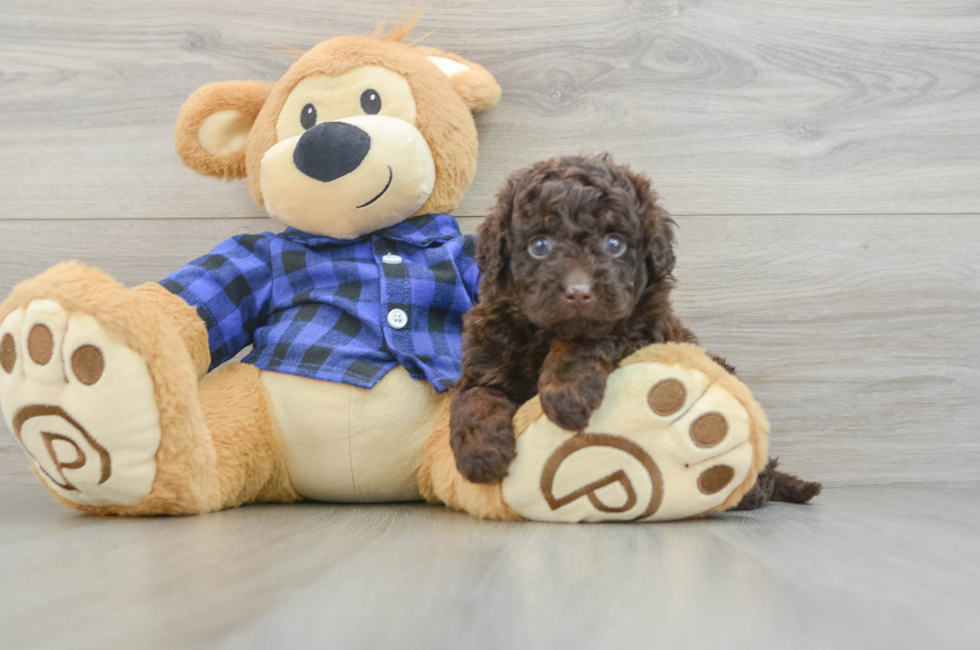 5 week old Mini Labradoodle Puppy For Sale - Simply Southern Pups