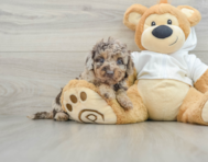 6 week old Mini Labradoodle Puppy For Sale - Simply Southern Pups