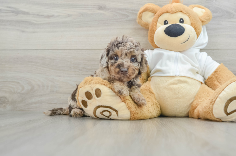 6 week old Mini Labradoodle Puppy For Sale - Simply Southern Pups