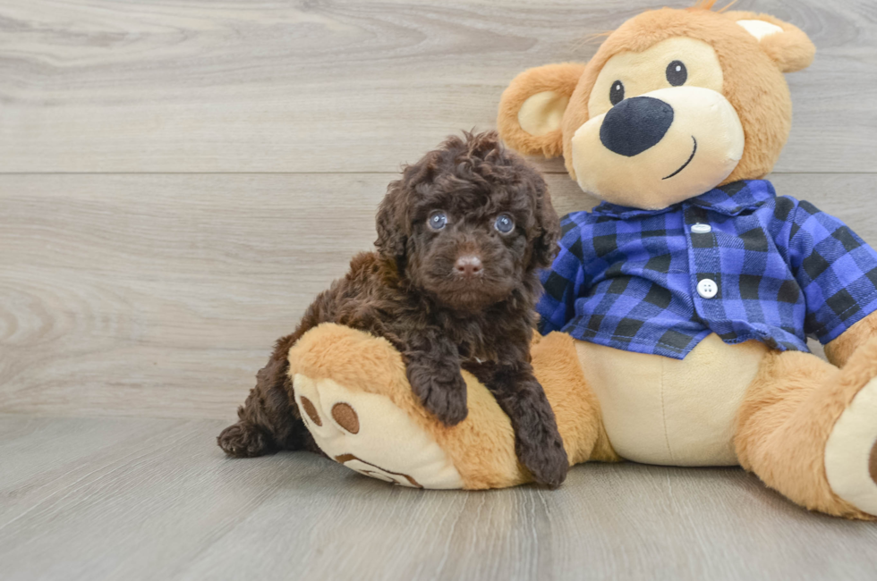 5 week old Mini Labradoodle Puppy For Sale - Simply Southern Pups