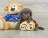 6 week old Mini Labradoodle Puppy For Sale - Simply Southern Pups
