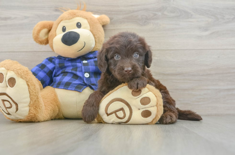 5 week old Mini Labradoodle Puppy For Sale - Simply Southern Pups