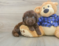 5 week old Mini Labradoodle Puppy For Sale - Simply Southern Pups