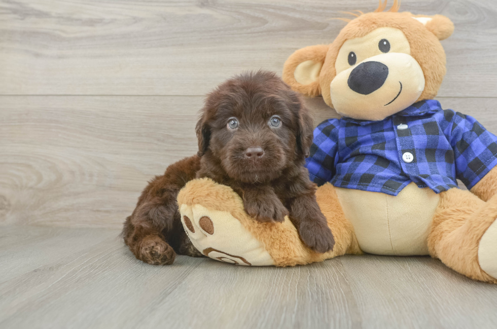 5 week old Mini Labradoodle Puppy For Sale - Simply Southern Pups